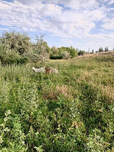 ечки теке: Продаю | Коза (самка), Козёл (самец), Козлёнок — 5