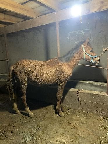 поставщики кормов для животных бишкек: Продаю | Жеребенок | Полукровка | Для разведения — 3