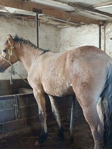 собака доберман цена: Продаю | Жеребец | Рабочий | Племенные — 1