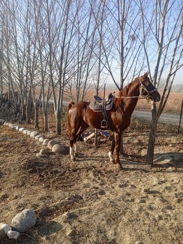 сколько стоит немецкая овчарка в бишкеке: Продаю | Жеребец | Конный спорт — 4