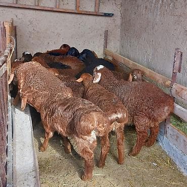 Корма для с/х животных: Продаю | Ягненок — 5