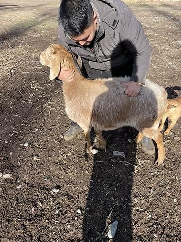 Продаю | Овца (самка) | Для разведения | Матка at lalafo.kg Продаю | Овца (самка) | Для разведения | Матка