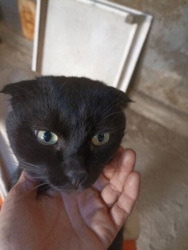 объявления о найденных животных: Кошка даром: Скотиш Фолд (Шотландская вислоухая), Мальчик, Приучена к лотку — 2