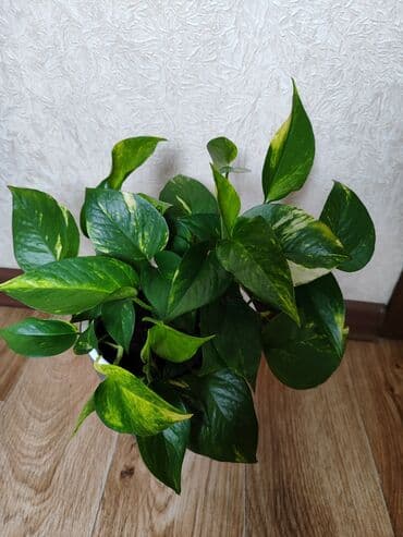 комнатный бамбук купить: Эпипрениум золотистый, хороший горшок российский 🌱🌿 — 1