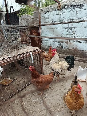 животные кошка: Продаю | Куры | Домашняя | Для разведения — 1