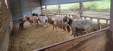 продам мясо: Продаю | Овца (самка), Ягненок, Баран (самец) | На забой — 2