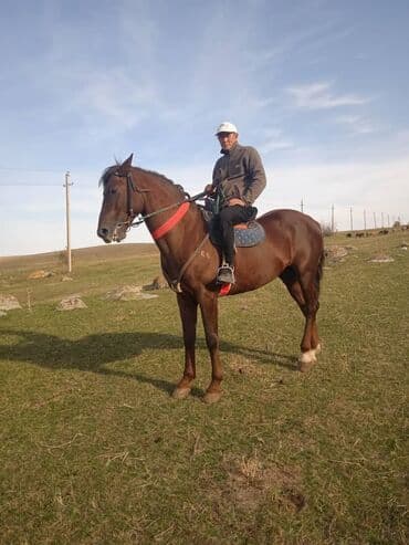 сколько стоит собака породы доберман: Сатам | Жылкы (эркек) | Аргын | Жумушка | Асыл тукумдуу — 1