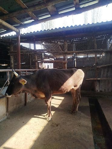 Продаю | Корова (самка) | Для разведения at lalafo.kg Продаю | Корова (самка) | Для разведения