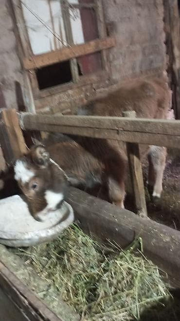 бигль собака: Продаю | Тёлка — 3