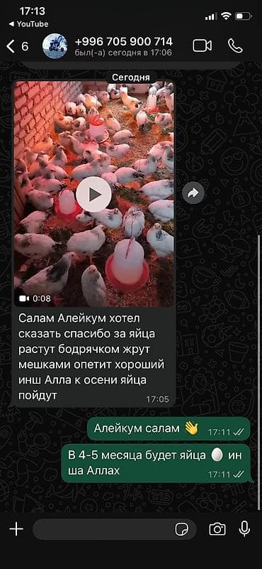 пласка гупса: Яйцо инкубационные продаю Адлер серебристый — 8