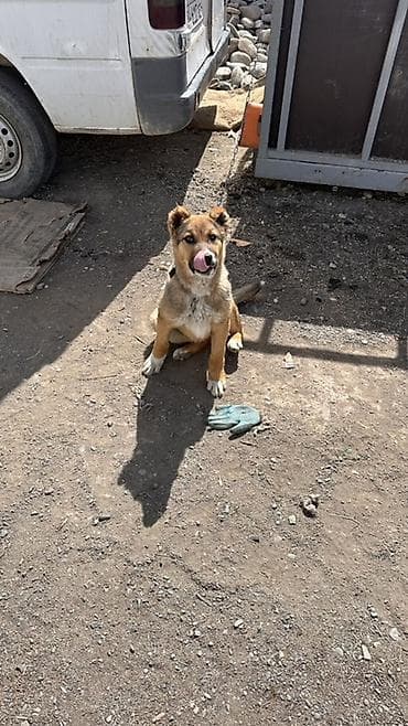 щенки бигль: Алабай, 3 месяца, Самка, С прививкой — 4