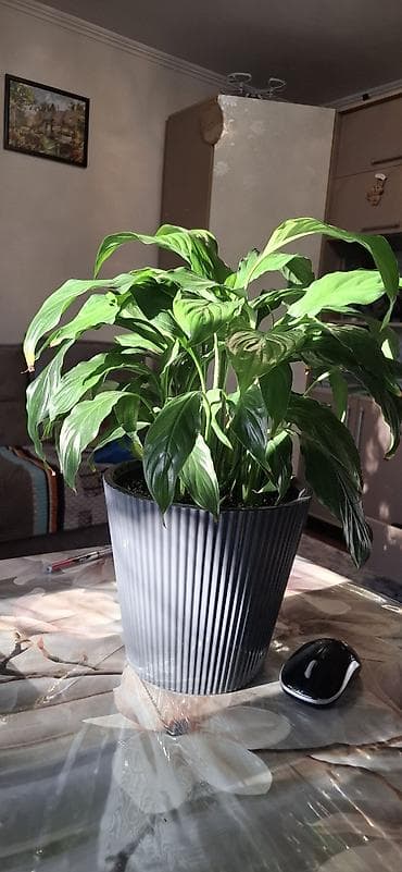 декор для салона красоты: Декор для дома и сада, Самовывоз — 5