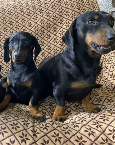 Такса, 2 месяца, Самец, С прививкой — 9