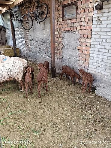 Продаю | Овца (самка) | Арашан | Для разведения | Матка