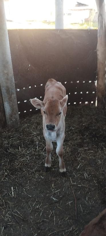 бык цена: Продаю | Музоо, торпок | На откорм | Искусственник — 2