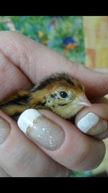 Продаю Суточных перепелят. под заказ. яйцо инкубационное по 7