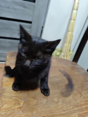 купить белую кошку: Продаются котята 3 — 2