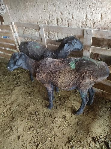 пчелы матки: Продаю | Овца (самка) | Гиссарская | Для разведения | Племенные — 3
