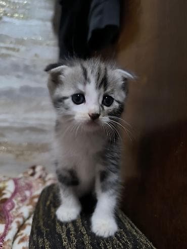 для кота: Продам котят !!! порода - скотиш фолд котята чистокровные, все — 7