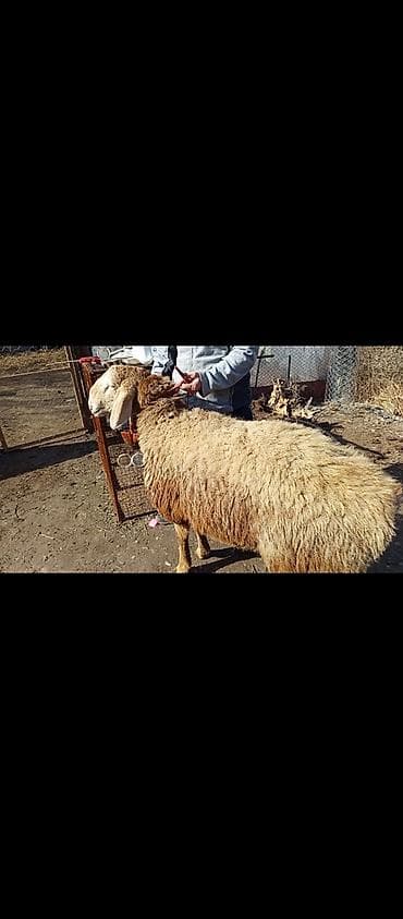 Аквариумы: Продаю | Баран (самец) | Арашан | Для разведения | Осеменитель — 4