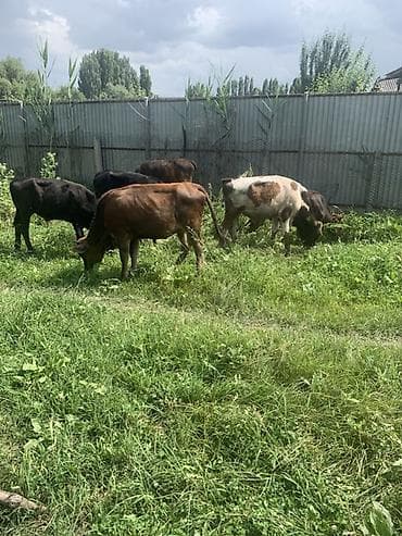 бельгийская бычки: Продаю | Музоо, торпок | Полукровка | На откорм — 7