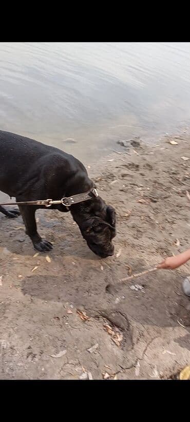 шенки собаки: Щенки Кане корсе - Порода: Кане корсе (коренастые, складчатая — 8