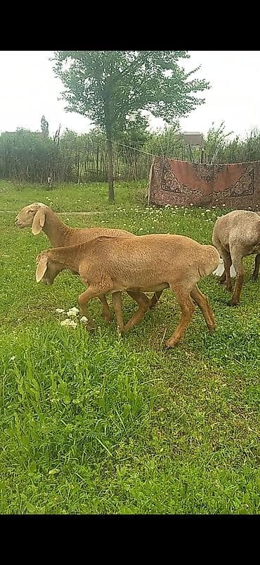 молочная коза: Продаю | Ягненок | Арашан | Для разведения | Ярка — 4
