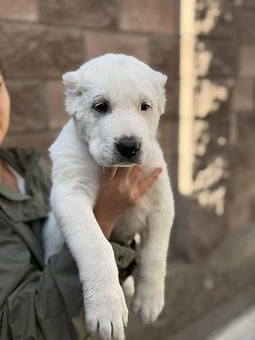 собаки тайган: Щенки алабая!! - Окрас: белый - Возраст: 2 месяца - Крупные — 3
