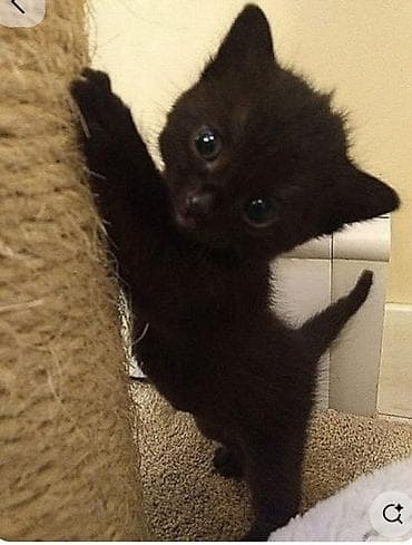 black cat: Беспородная, 2 месяца, Мальчик, Приучена к лотку — 2
