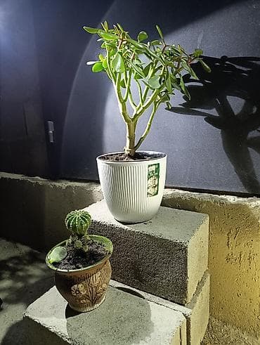 саженцы денежное дерево: Толстянка — ваше живое денежное дерево! Прикоснитесь к природе и — 8