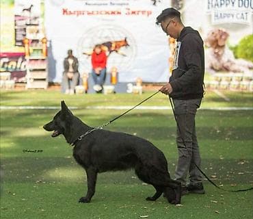коом для собак: Немецкая овчарка, 1 год, Самец, С прививкой, С родословной — 5