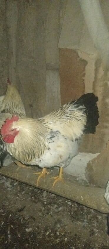 Продаю | Петух | Для разведения