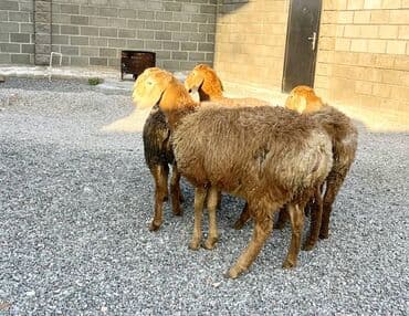 продажа щенков немецкой овчарки в бишкеке с документами: Сатам | Ургаачы кой (ургаачы), Козу | Гиссар, Арашан — 2