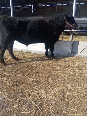 корм для домашних животных: Продаю | Бык (самец) | Абердин-ангус | Для разведения | Племенные — 3