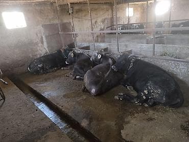 охотничий собаки: Продаю | Бык (самец) | На откорм | Привязанные — 8