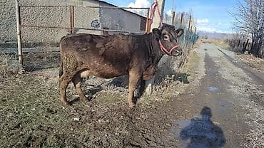 хмонг собака цена россия: Продаю | Корова (самка) | Швицкая, Симментальская | Для разведения, Для молока | Племенные, Стельные — 2