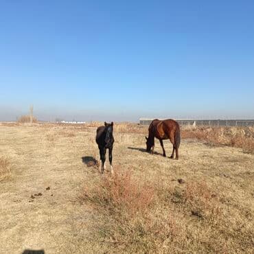 отдам даром охотничью собаку: Продаю | Кобыла (самка) | Рабочий — 4
