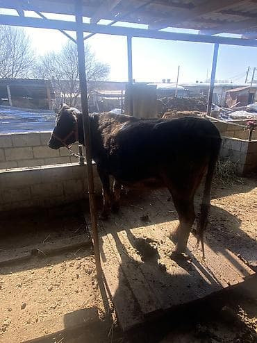 телка корова: Продаю | Тёлка | Полукровка | Для разведения | Привязанные — 4