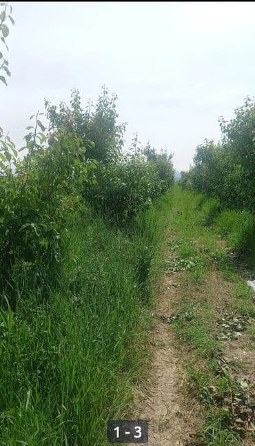 malina.kg продажа малины оптом в бишкеке новопокровка фото: Саженцы груши (вероятно, колонновидные/низкорослые). Фото из — 1