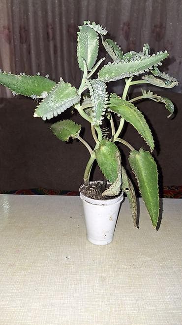 каланхоэ цена: Продаю лечебный каланхоэ Дегремона (Bryophyllum daigremontianum) 1 — 2