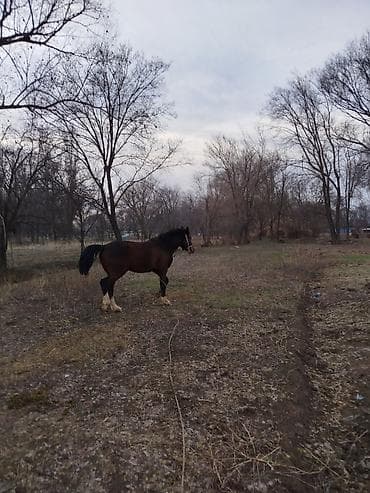 А/ч жаныбарларын сатам: Сатам | Байтал — 1