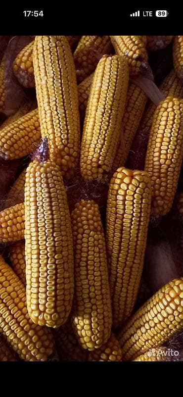 Продаю кукурузу в початках! Сухой очень хорошо высушили Сорт Моями