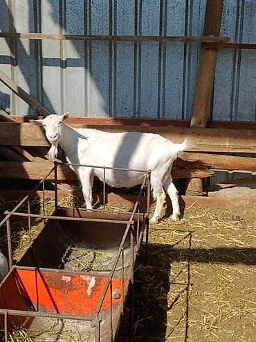 Продаю | Коза (самка) | Для молока — 4