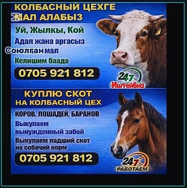 бекер иттер: Колбаса цехи : Уйлар, букалар, | Күнү-түнү — 1