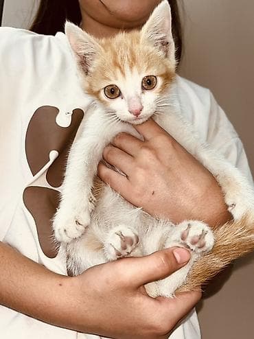 1 мальчик 2 котенка фулл: Беспородная, 2 месяца, Девочка, Рыжий, Приучена к лотку — 3