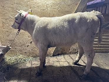 Продаю | Тёлка | Шароле | На откорм | Привязанные