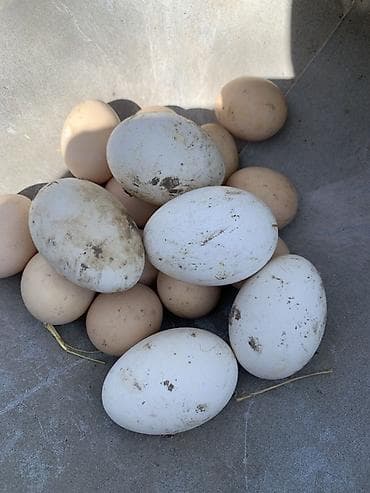 мышка ош: Гуси и гусиные яйца с подворья. - Порода: помеси белых домашних гусей — 3