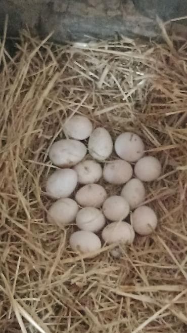 кошки бишкек: Продаю | Инкубационные яйца | Для разведения | Племенные — 1