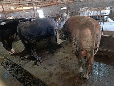 мясо быков: Продаю | Бык (самец) | На забой | Привязанные — 1