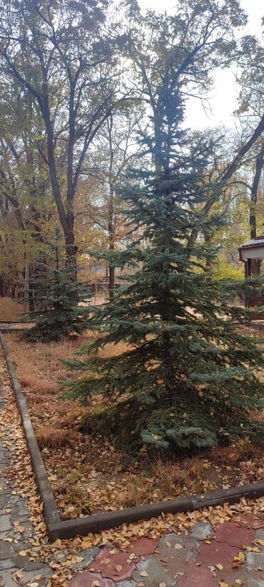 шифоньер бу бишкек: Көчөттөр дарактардын: Карагайлар — 5